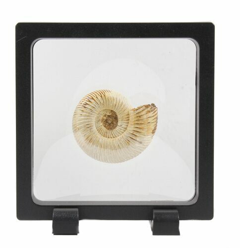 Perisphinctes Ammonite Fossil In Display Case #40013
